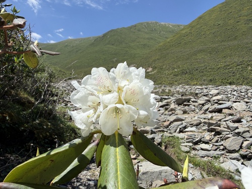 Rhododendron przewalskii