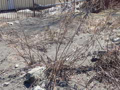 Artemisia vulgaris kamtschatica