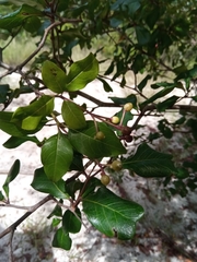 Chassalia princei