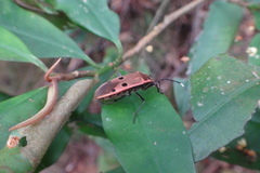 Physopelta quadriguttata