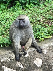 Papio anubis