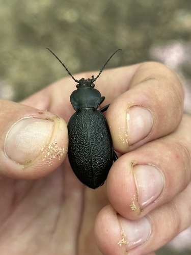 Leather Beetle