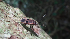 Physopelta cincticollis