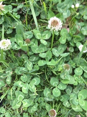 Trifolium repens