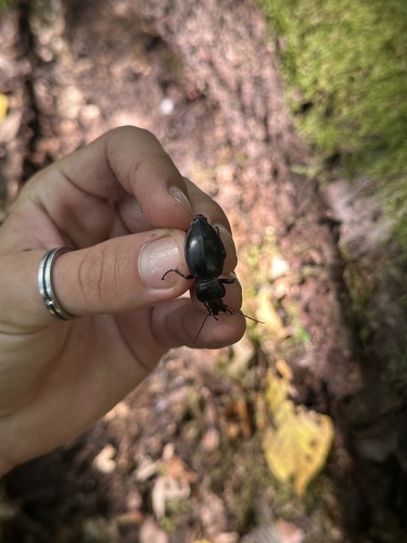 smooth ground beetle
