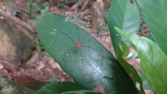 Pseudogagrella splendens