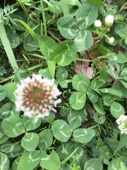 Trifolium repens