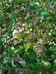 Chassalia princei