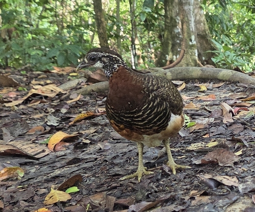 Sabah Partridge (Tropicoperdix graydoni), photo 9