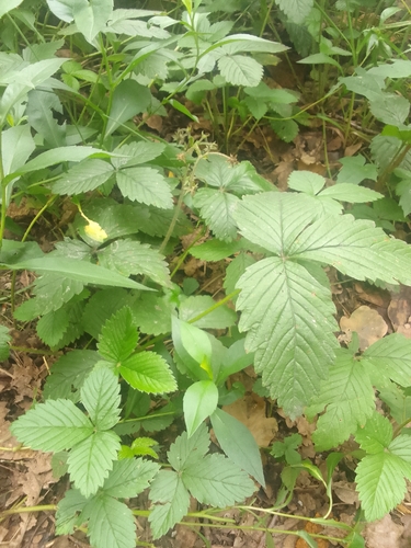 Fragaria moschata, photograph 6