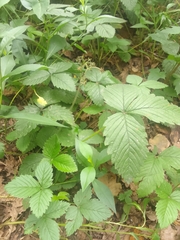 Fragaria moschata, photograph (c) Maria Galkina, some rights reserved (CC BY)