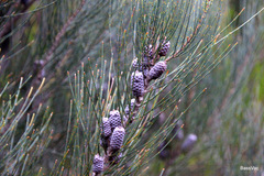 Allocasuarina distyla