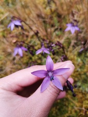 Gentianella rapunculoides