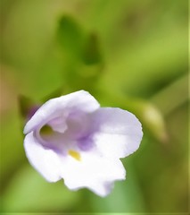Torenia anagallis