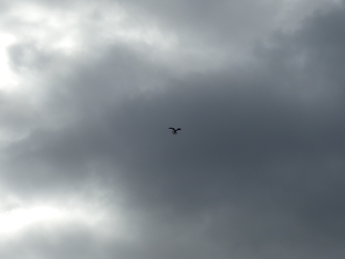 Nankeen Kestrel