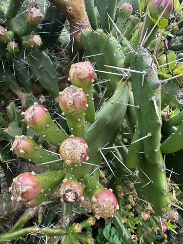 Opuntia arechavaletae, photograph 2