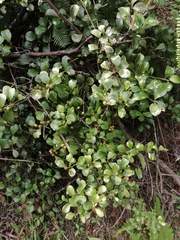 Dendrotrophe varians