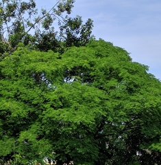 Pseudosamanea guachapele