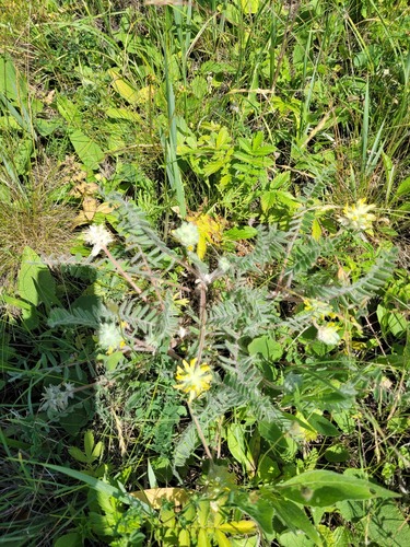 Astragalus dasyanthus, photograph 6