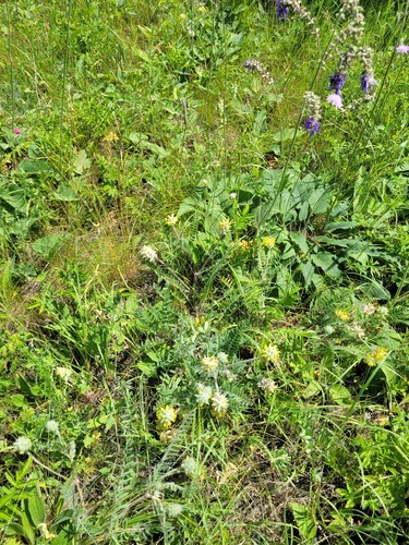 Astragalus dasyanthus, photograph 5