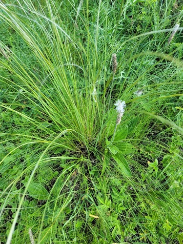 Stipa tirsa, photograph 4