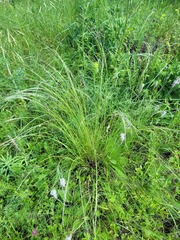 Stipa tirsa, photograph (c) Dmitriy Bochkov, some rights reserved (CC BY)