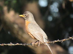 Turdus migratorius