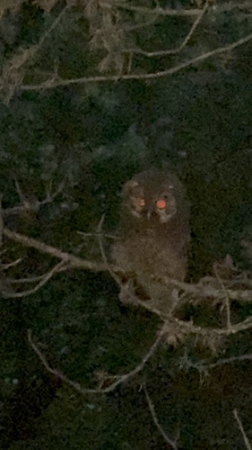 Boreal Owl