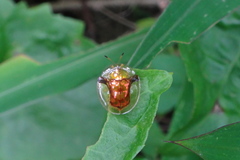 Aspidimorpha furcata