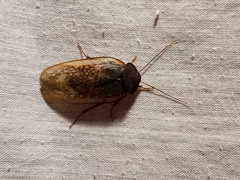 Homoeogamia mexicana