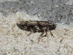 Telphusa perspicua