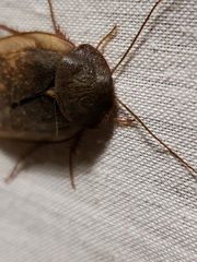 Homoeogamia mexicana