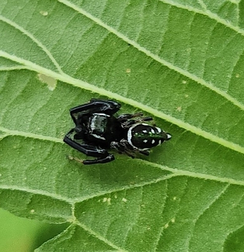 Golden Jumping Spider