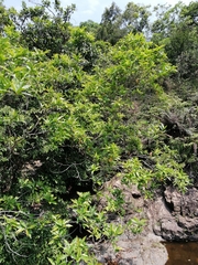Syzygium nervosum