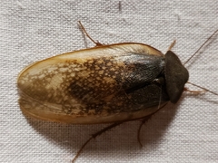 Homoeogamia mexicana