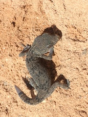 Phyllodactylus gerrhopygus