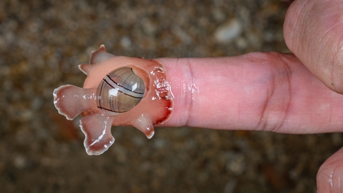 Hydatina zonata observed 2026-07-01
