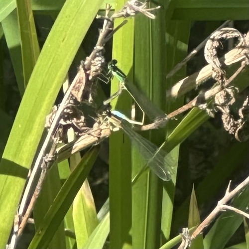 Blue-tailed Damselfly