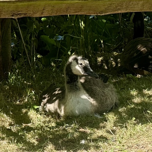Canada Goose