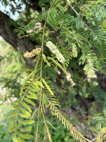 Catechu