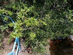 Syzygium nervosum