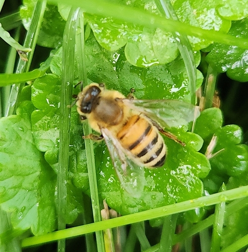Western Honey Bee