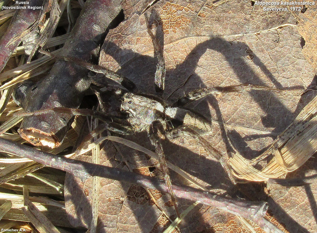 Alopecosa kasakhstanica