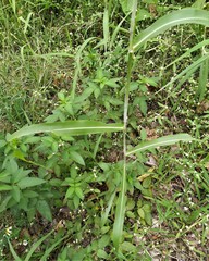 Sorghum arundinaceum