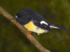 Tomtit photo 2