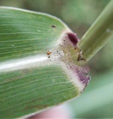 Sorghum arundinaceum