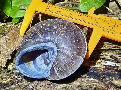 Helix richmondiana, 2026-07-10