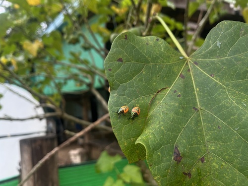 ocellated shield bug