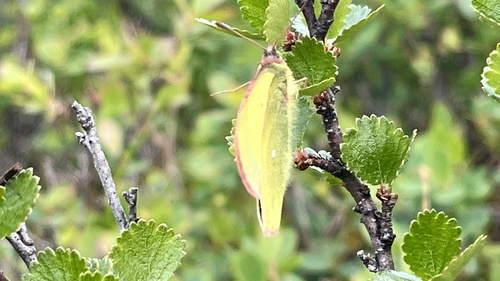 Moorland Clouded Yellow