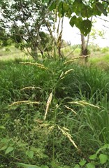 Sorghum arundinaceum